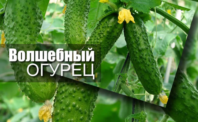 cucumber