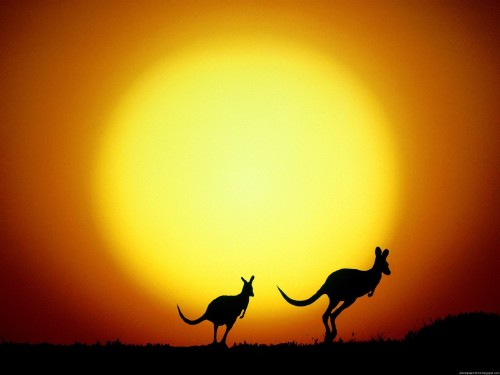 australia kenguru