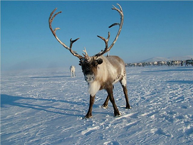 canada olen2