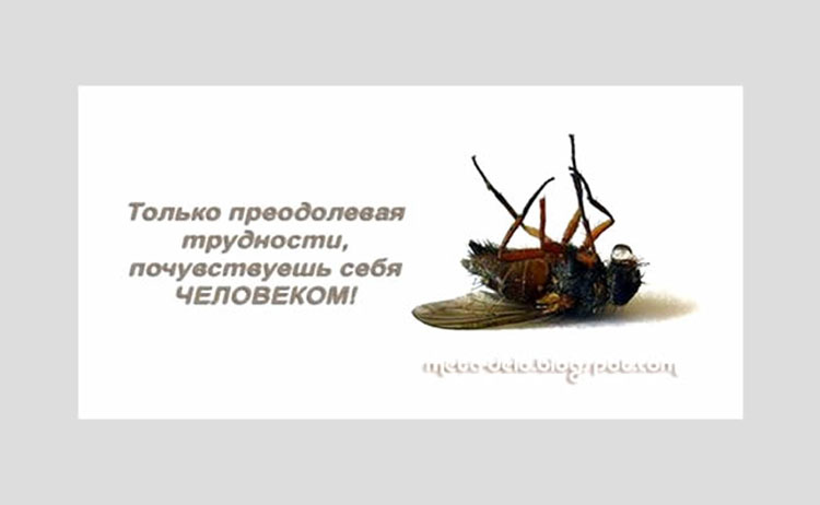 «Форточка» в демократию. (Политический анекдот). muha